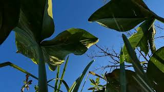 Conestee Nature Preserve