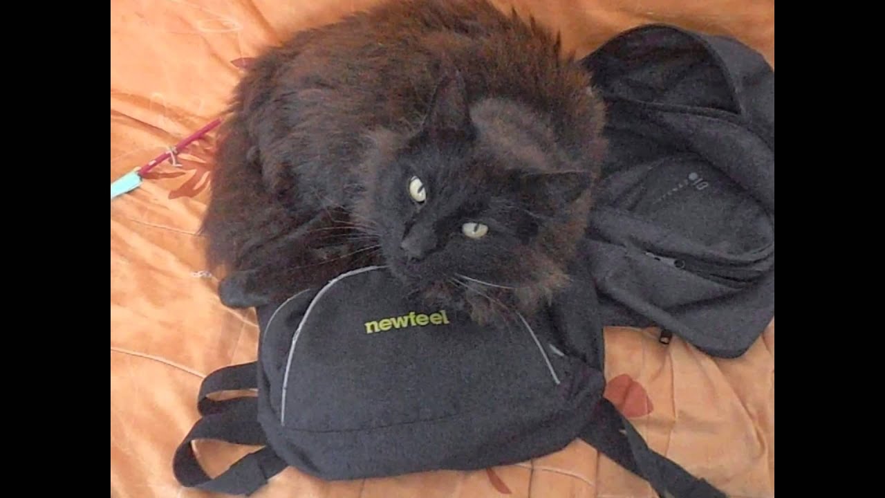 Comment Reconnaitre Un Petit Chat Male Ou Femelle