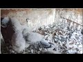 ANWIL Włocławek - Po sutej kolacji Mama leci z resztą a my ćwiczymy skrzydła - 2026 05 21 18 44