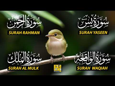 Magical Recitation Surah Yaseen (Yasin) | Surah Rahman | Surah Waqiah | Surah Mulk EP411