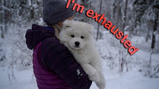 Samoyed Puppy Playing In The Snow