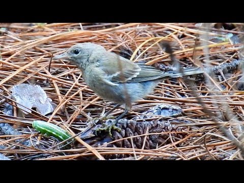 pic flamboyant quebec Pine Warbler: Big meal stolen by the Northern Cardinal