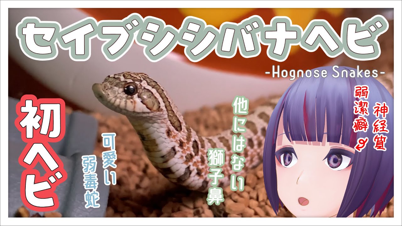 【セイブシシバナヘビ】毒をもつキュートで愛らしいシシバナヘビをお迎えしてました！！！！【爬虫類/シシバナ/生き物系Vtuber/VTuber/個人勢/個人VTuber/Hognose Snake】
