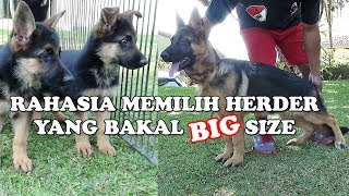 RAHASIA MEMILIH ANJING HERDER YANG BAKAL BIG SIZE  AMARTA VLOG #4