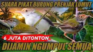 Suara pikat prenjak lumut, dijamin ngumpul semua