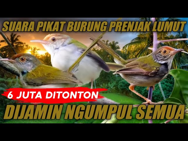 Suara pikat prenjak lumut, dijamin ngumpul semua class=