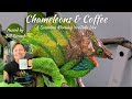 Chameleons &amp; Coffee Live Chat