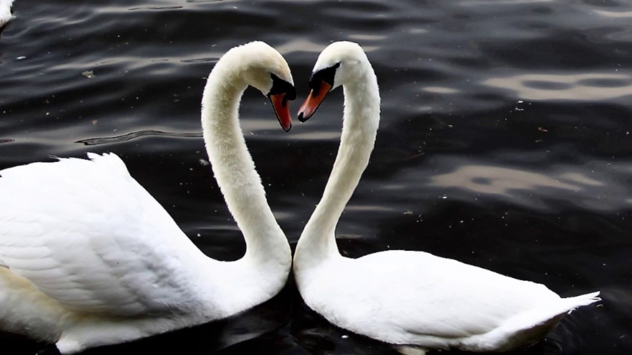 Swans form a Love heart