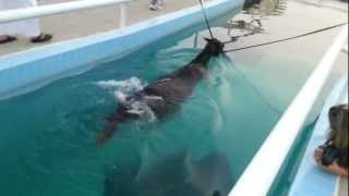 كيف يتم تدريب الخيل على السباحة How to train horses swimming