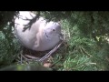 Male Collared Dove Calling To Female At Nest Site 26/5/2016