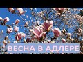 Весна в Адлере. Дендрологический парк &quot;Южные культуры&quot;