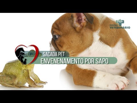 Vídeo: Toxicose Por Veneno De Sapo Em Cães