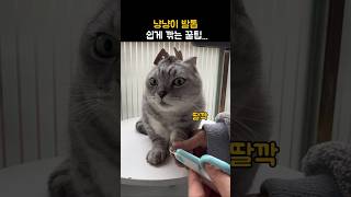 고양이 발톱 쉽게 깎는 꿀팁ㅋㅋ