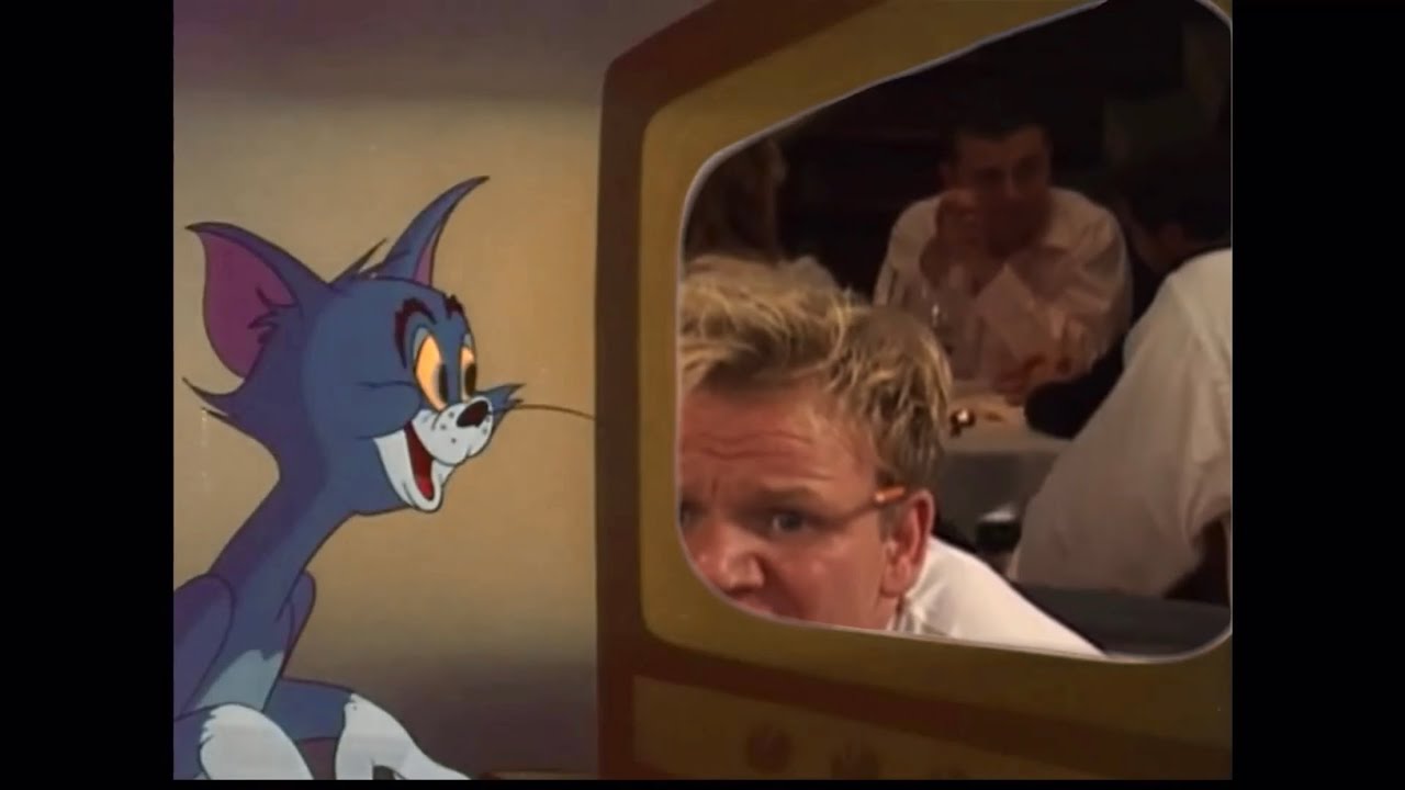 Gordon Ramsay Cat Rumpy Tom Cat Reacts To Gordon Ramsay - YouTube