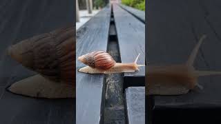 snail part 1