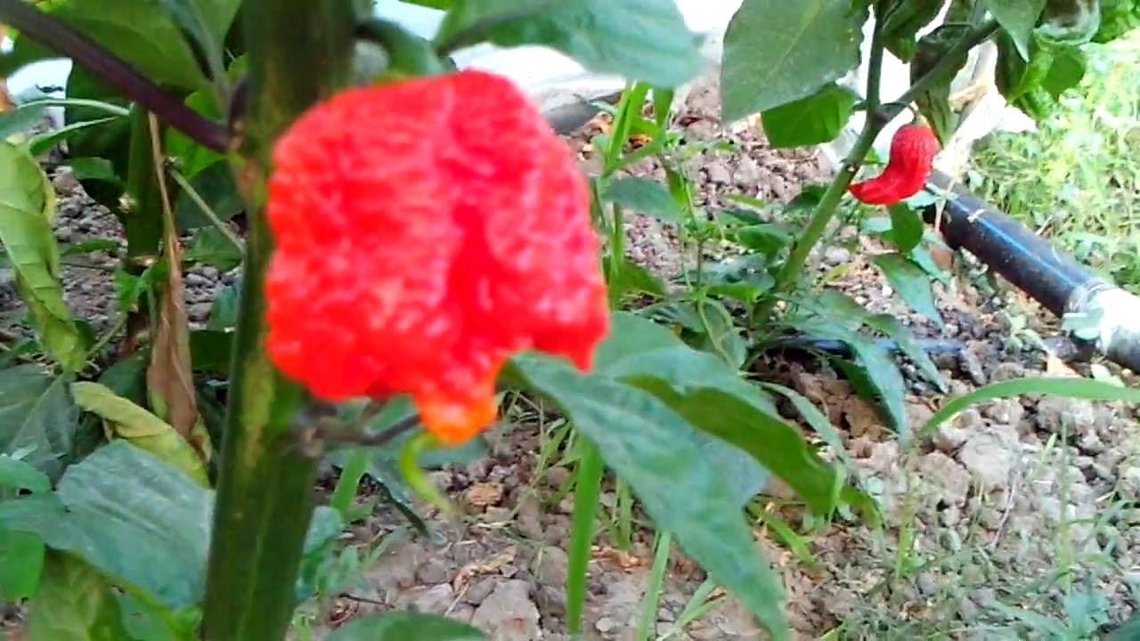 Growing Carolina Reaper hot chilli YouTube