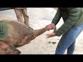 Fun moments with Khanyisa the baby elephant and Adine and Herman