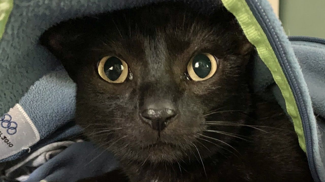 Спасённая кошка сделала для папы самый милый поступок.