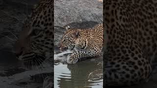 Thirsty Leopard
