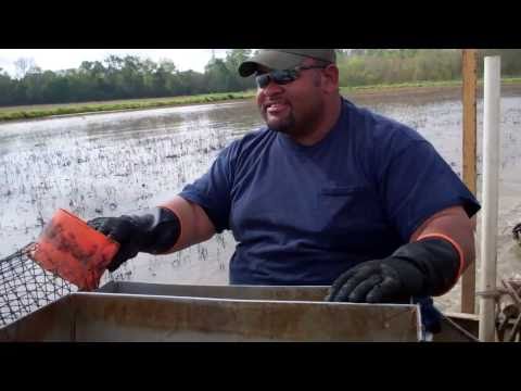 Crawfishin' with Cajun Crawfish