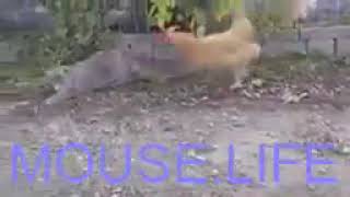 MOUSE LIFE   Rooster stole the cat mouseFunny by Animals Funny Life 8 views 4 years ago 15 seconds