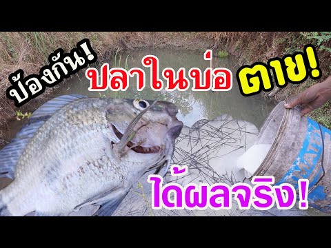 วีดีโอ: ทำไมปลาถึงตาย