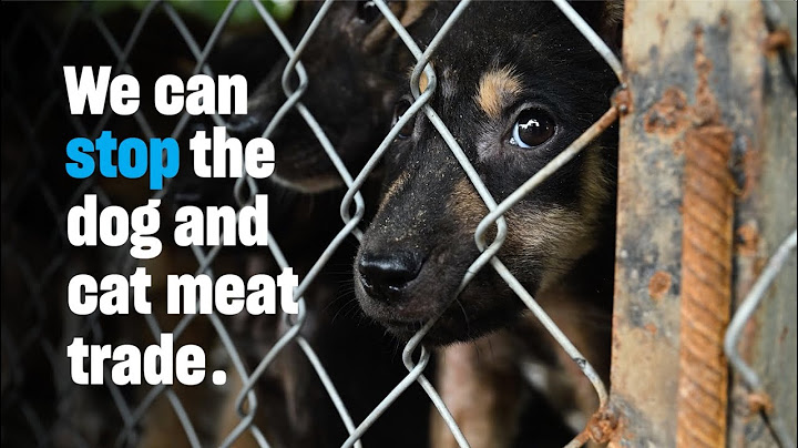 We can stop the dog and cat meat trade.