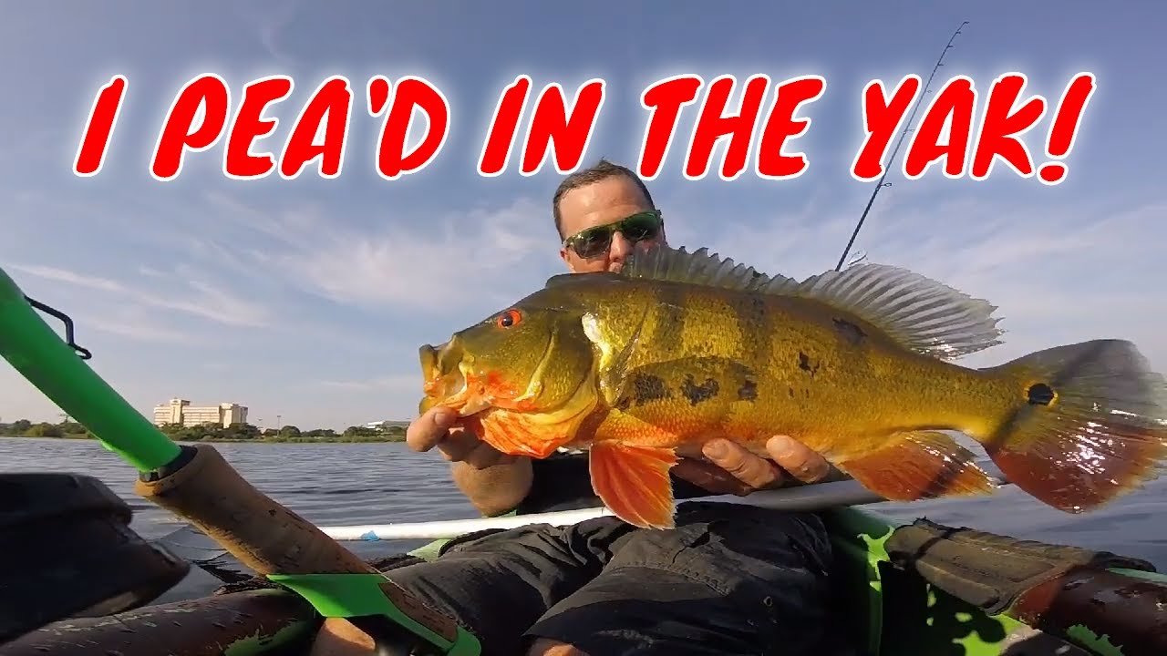 KAYAK BASS FISHING Florida (peacock bass and hybrid bass in summer