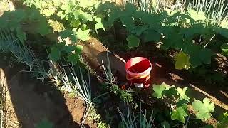 EP60: ANOTHER DAY OF A FARMER'S LIFE. HARVESTING  LADY'S FINGER (OKRA) & NATIVE STRING BEANS.