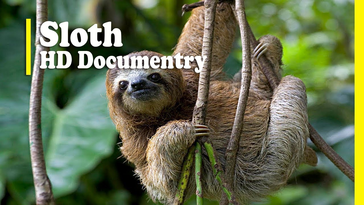 Best Hindi Documentry About Sloth | Slowest Animal on Earth | The Animal  Adventure | - YouTube