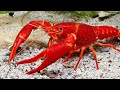 The giant crayfish attack