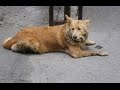 Workers Find Hopeless Dog On Train Tracks With 3 Crushed Legs-Then Try And Save Him Workers Find Hopeless Dog On Train Tracks With 3 Crushed Legs-Then Try And Save Him