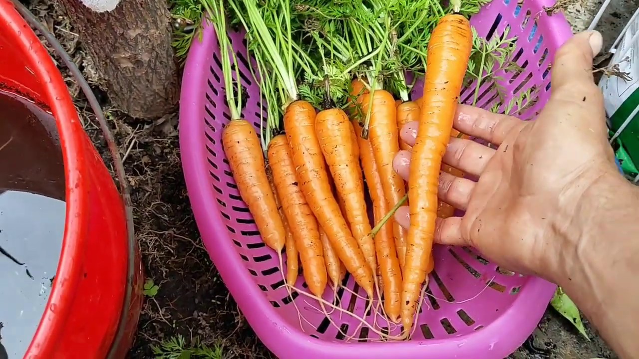 Cultivo de zanahorias en botellas parte 2