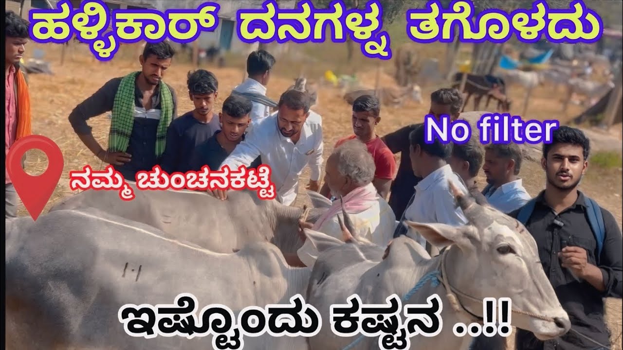 ಹಳ್ಳಿಕಾರ್ ದನಗಳ್ನ ತಗೊಳದು  ಇಷ್ಟೊಂದು ಕಷ್ಟನ ..!! |Mr JR|
