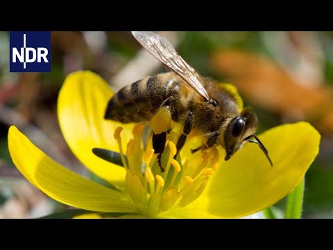 Imkerei: Mit Herz und Seele für die Bienen | die nordstory | NDR Doku