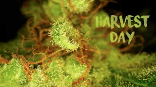HARVEST DAY: CROP KING BLUE COOKIES