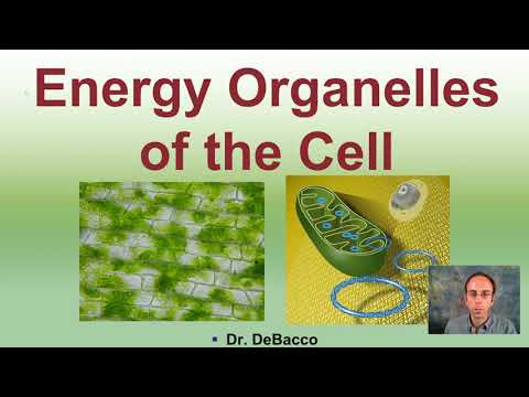 Energy Organelles of the Cell