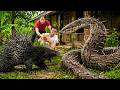 72 Hours of Terror: Giant Python Strikes a Porcupine in the Garden | Rescue Turns Dangerous!