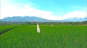 KACAPI SULING SUNDA DALAM PANORAMA ALAM MENAKJUBKAN