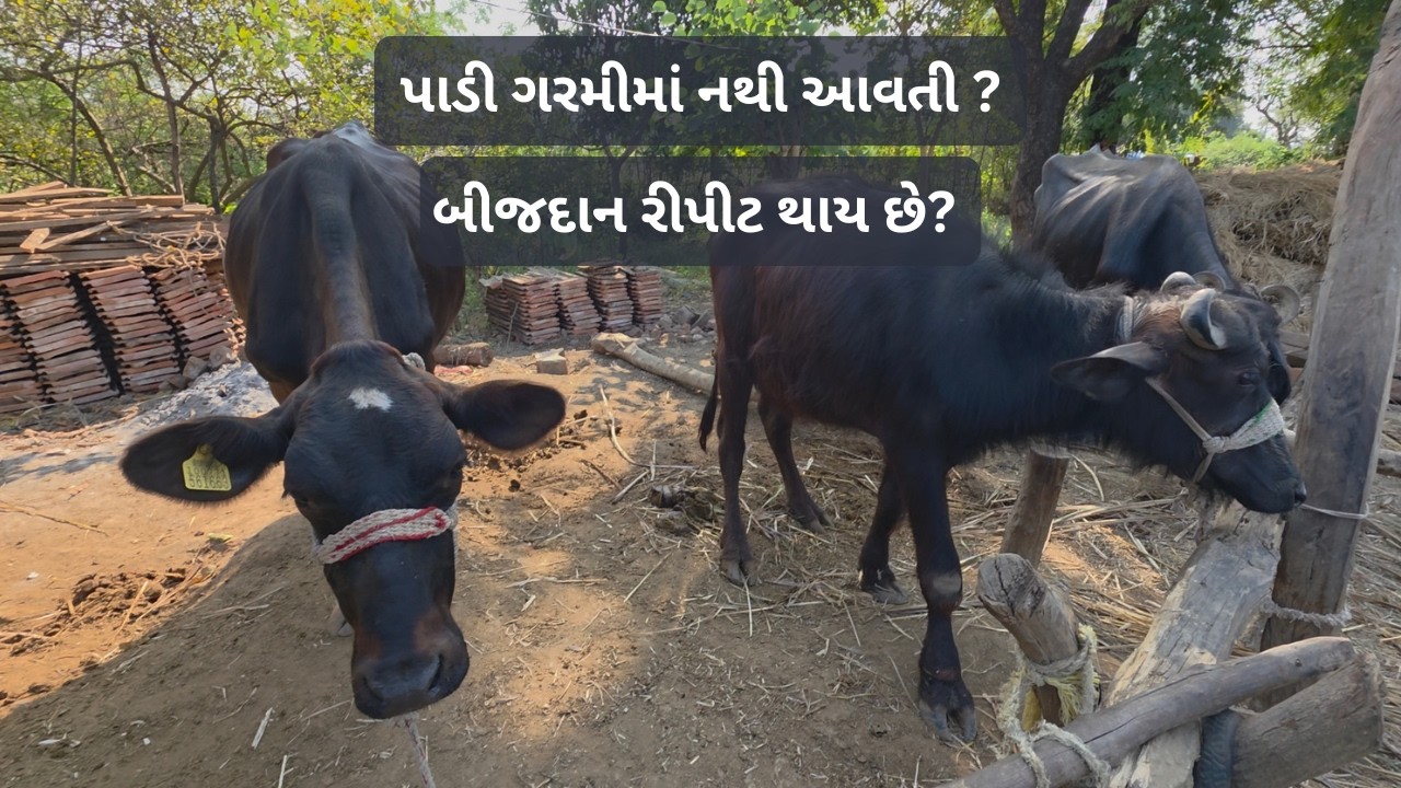 વાછરડી અને પાડી જલ્દી ગરમીમાં આવે | PET VET | NETSURF DIRECT