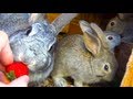 Cute Bunny Rabbit Eating Strawberry
