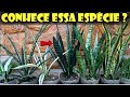 SANSEVIERIA BLACK / Espada de São  Jorge PRETA / Dracaena