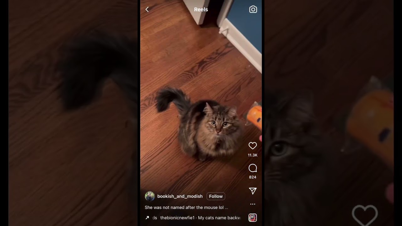 Instagram Reels: Animal edition Part 1 
