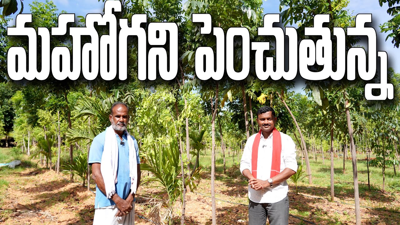 Mahogany చెట్లు పెంచుతున్న  | రైతు బడి
