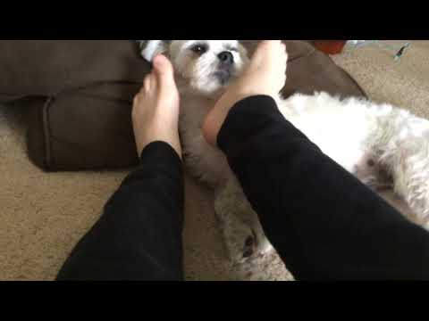 My dog licking my feet