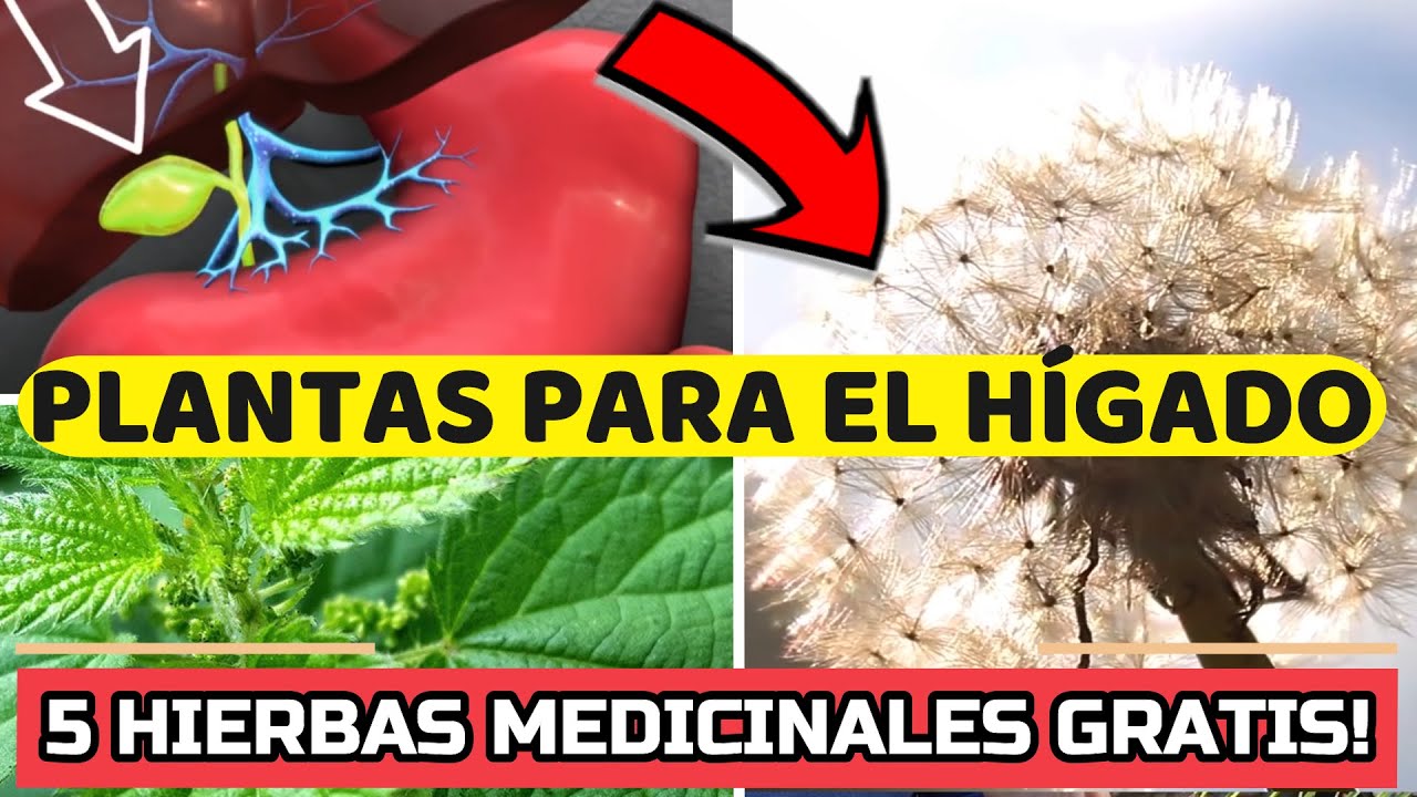 5 Plantas Para Curar El HIGADO Graso! Medicina Natural YouTube