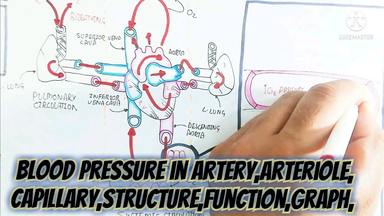 blood pressure in artery/arteriole/capillary/structure/function/graph/circulatory system/made easy✔️