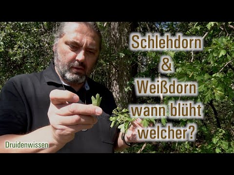 Video: Wann blüht die Schlehe?