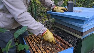 18.10.2024 Będzie Ciekawie, Pszczoły Jeszcze Nie Skończyły.