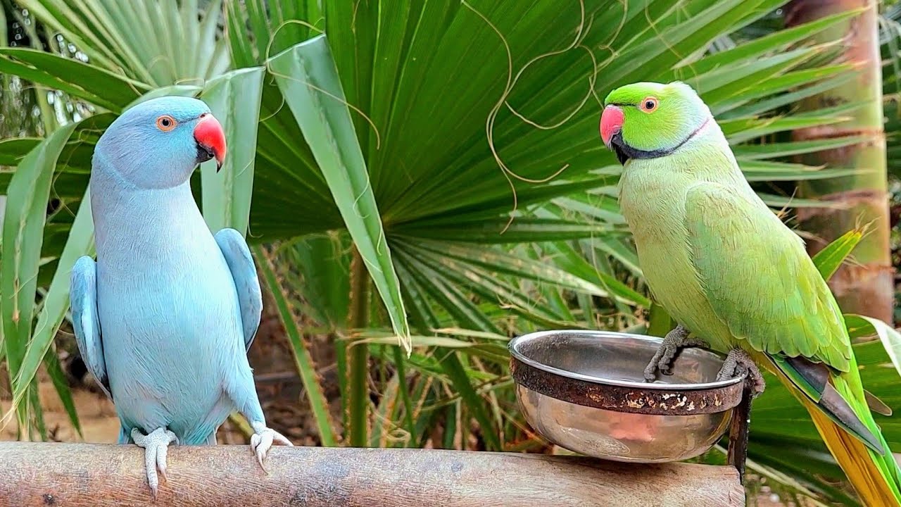 Indian Ringneck Parrot Sounds: Mimicry Marvels Unveiled